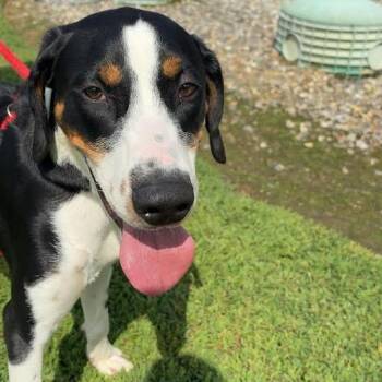Copper -  Mixed Breed Dog for Adoption in Blairsville, Georgia - Copper | PetCurious