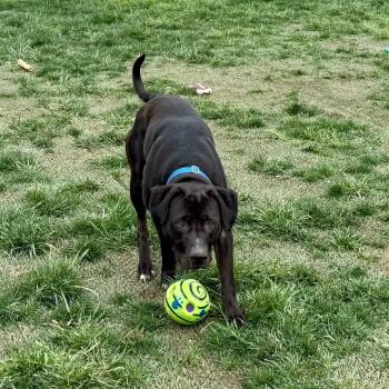 Black Labrador Retriever and Pit Bull Terrier Dogs Available for Adoption in St. Peters, Missouri - Able | PetCurious