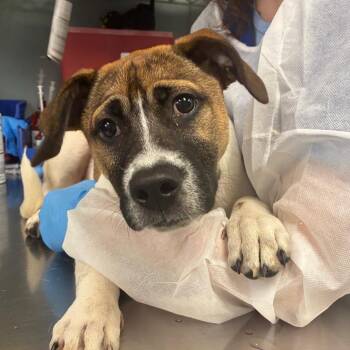 American Staffordshire Terrier and Mixed Breed Dogs Available for Adoption in Greenville, South Carolina - Barkowitz | PetCurious