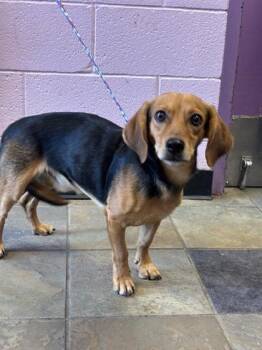 61312579 -  Beagle and Dachshund Dog for Adoption in El Paso, Texas - 61312579 | PetCurious