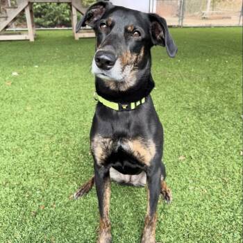 Rescue Coonhound Dogs for Adoption in Eatontown, New Jersey - Lulu | PetCurious