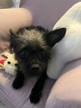 Vashti -  Terrier Dog for Adoption in Winter Garden, Florida - Vashti | PetCurious