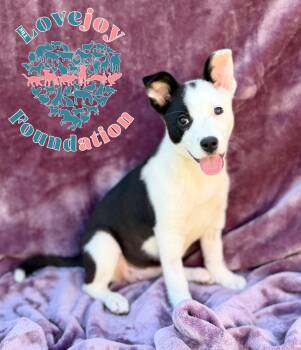 Border Collie Dogs Available for Adoption - Miiko | PetCurious