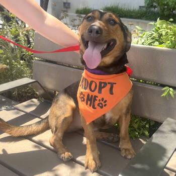 Cruz -  Labrador Retriever and Corgi Dog for Adoption - Cruz | PetCurious