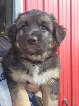 Rescue Shepherd and Husky Dogs for Adoption in Humboldt, Saskatchewan - Zara | PetCurious