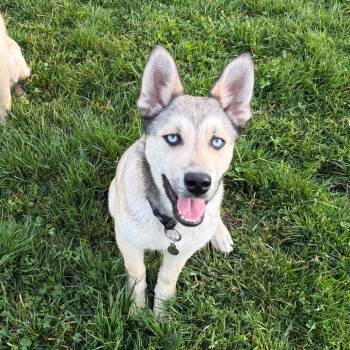 Jack -  Husky and Cardigan Welsh Corgi Dog for Adoption in Sonoma, California - Jack | PetCurious