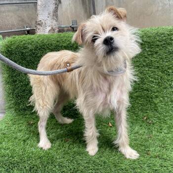 Terrier Dogs Available for Adoption in Pasadena, California - Watson | PetCurious