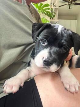 Dali -  Labrador Retriever and Pit Bull Terrier Dog for Adoption in Newnan, Georgia - Dali | PetCurious