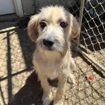 Mark -  Poodle and Labrador Retriever Dog for Adoption in Birmingham, Alabama - Mark | PetCurious