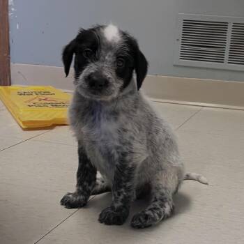 Lars -  Cattle Dog Dog for Adoption in West Jefferson, Ohio - Lars | PetCurious