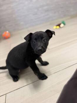 Polar Bear - P -  German Shepherd Dog Dog for Adoption in Daytona Beach, Florida - Polar Bear - P | PetCurious