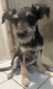 FINLEY -  Schnauzer Dog for Adoption in El Cajon, California - FINLEY | PetCurious