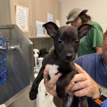 Belgian Shepherd Malinois and Pit Bull Terrier Dogs Available for Adoption in Englewood, Florida - Kirby | PetCurious