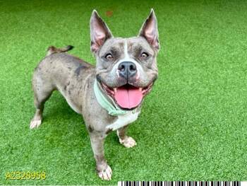 Mixed Breed Dogs Available for Adoption in West Palm Beach, Florida - OWENA | PetCurious