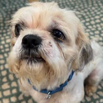Shih Tzu and Mixed Breed Dogs Available for Adoption - CURLY (602) | PetCurious