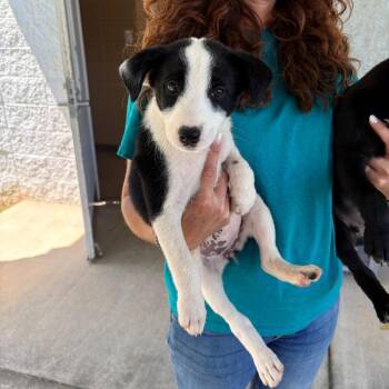 Kindle -  Mixed Breed Dog for Adoption in Brentwood, Missouri - Kindle | PetCurious