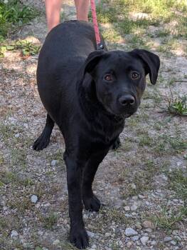Shortcake -  Labrador Retriever and Rottweiler Dog for Adoption in Bella Vista, Arkansas - Shortcake | PetCurious