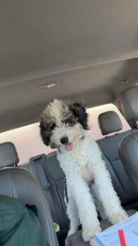 Gwen -  Poodle Dog for Adoption in Viroqua, Wisconsin - Gwen | PetCurious