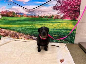 ANGEL -  Terrier and Mixed Breed Dog for Adoption in Moreno Valley, California - ANGEL | PetCurious