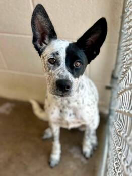 Lila -  Australian Cattle Dog Blue Heeler Dog for Adoption in Tom Bean, Texas - Lila | PetCurious