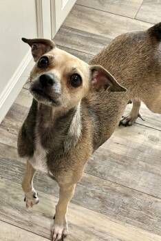 Journey -  Rat Terrier Dog for Adoption in Sarasota, Florida - Journey | PetCurious