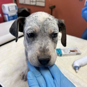 Cattle Dog and Mixed Breed Dogs Available for Adoption in Flagstaff, Arizona - Ron | PetCurious