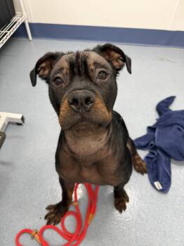 Rolo Tag 1062 -  Rottweiler Dog for Adoption in Central Islip, New York - Rolo Tag 1062 | PetCurious