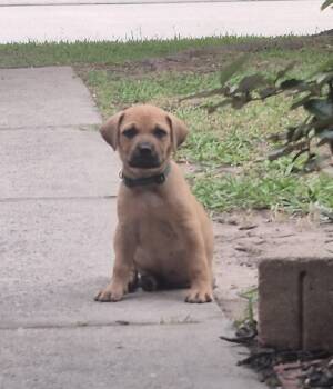 Labrador Retriever Dogs Available for Adoption in The Woodlands, Texas - Apollo | PetCurious