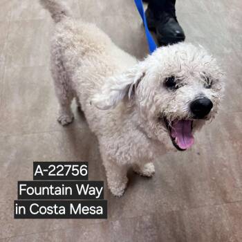 WAGS-Stray-22756 -  Poodle Dog for Adoption in Westminster, California - WAGS-Stray-22756 | PetCurious