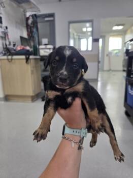 Rescue Australian Cattle Dog Blue Heeler and Mixed Breed Dogs for Adoption in Fort Worth, Texas - Diamond Girl | PetCurious