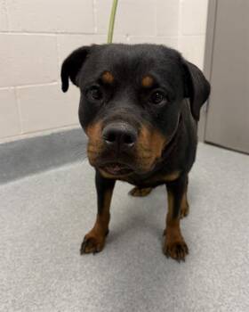 DIAMOND -  Rottweiler Dog for Adoption in Indianapolis, Indiana - DIAMOND | PetCurious