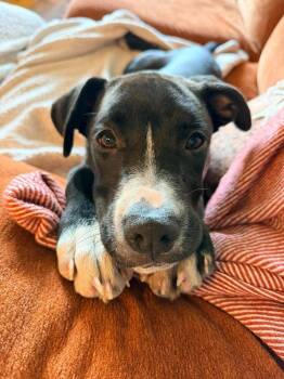 Jill -  Mixed Breed Dog for Adoption in Alden, New York - Jill | PetCurious