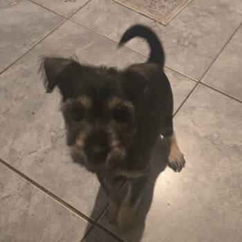 Schnauzer and Yorkshire Terrier Dogs Available for Adoption - Lil