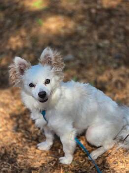 Olivia -  Pomeranian Dog for Adoption in San Rafael, California - Olivia | PetCurious