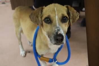Mixed Breed Dogs Available for Adoption in Columbia, South Carolina - BROOKIE | PetCurious