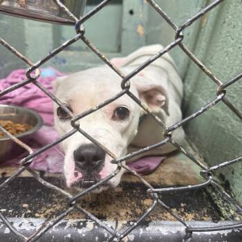 Tree Trunks -  Mixed Breed Dog for Adoption in Savannah, Georgia - Tree Trunks | PetCurious