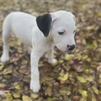 Mixed Breed Dogs Available for Adoption - Windshield Wiper | PetCurious