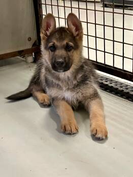 German Shepherd Dog Dogs Available for Adoption - Bravo | PetCurious