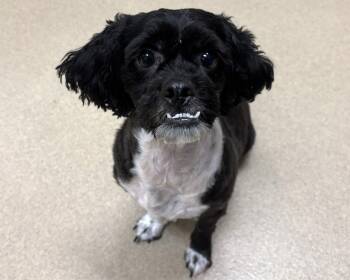 Mia -  Mixed Breed Dog for Adoption in Raleigh, North Carolina - Mia | PetCurious