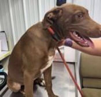 Rescue Weimaraner Dogs for Adoption in Munfordville, Kentucky - Briley | PetCurious