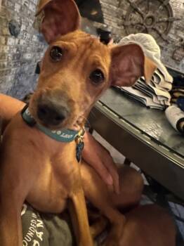 Rescue Miniature Pinscher and Mixed Breed Dogs for Adoption in Fort Worth, Texas - Lockhart | PetCurious