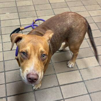 Terrance/ Knox -  Pit Bull Terrier and Retriever Dog for Adoption in Birmingham, Alabama - Terrance/ Knox | PetCurious