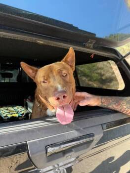 Rescue Pit Bull Terrier Dogs for Adoption in Claremont, California - Bruno | PetCurious