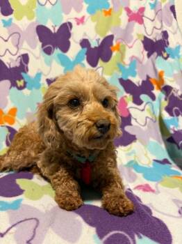Celeste -  Poodle Dog for Adoption in Mukwonago, Wisconsin - Celeste | PetCurious