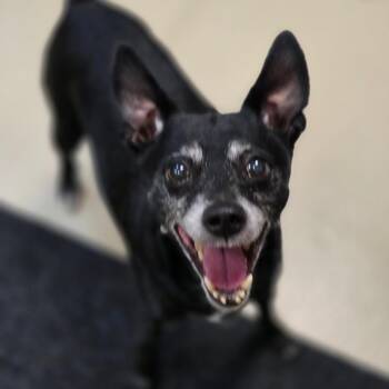 Slim 260206 -  Mixed Breed Dog Available for Adoption in Gladstone, Michigan - Slim 260206 | PetCurious