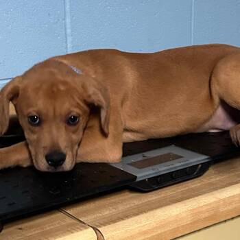 Jason -  Boxer Dog for Adoption in Salem, West Virginia - Jason | PetCurious