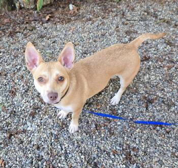 Rescue Mixed Breed Dogs for Adoption in Southborough, Massachusetts - Pixie | PetCurious