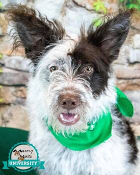 Muppet -  Border Collie and Poodle Dog for Adoption in Kennesaw, Georgia - Muppet | PetCurious