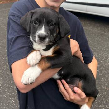 Rally -  Xoloitzcuintli Mexican Hairless and Australian Cattle Dog Blue Heeler Dog for Adoption in Mahwah, New Jersey - Rally | PetCurious