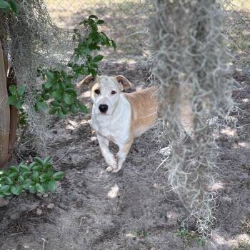 Basset Hound and Bulldog Dogs Available for Adoption in Valdosta, Georgia - Brigid | PetCurious